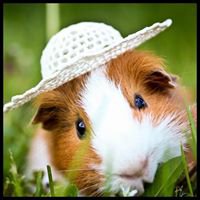 Hamsters & Guinea Pigs Lovers chat bot