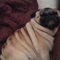 Alexandra The Great chat bot