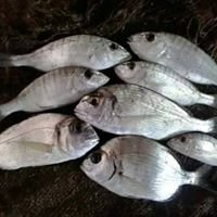 المجموعة 27 عمليات خاصة صيد chat bot