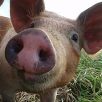 HappyPig Bot chat bot