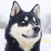 SiberianHusky.com chat bot