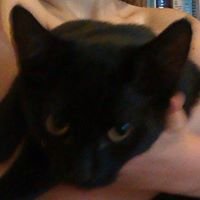 Find Scrappy chat bot