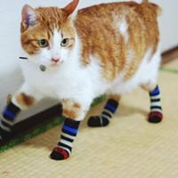 Socks for cats chat bot