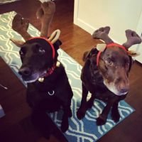 Adventures of Leelu and Chiara chat bot