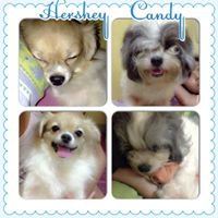 Candy&Hershey chat bot