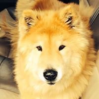 Maya Ty Gould chat bot