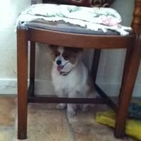 The Lil Doggys chat bot