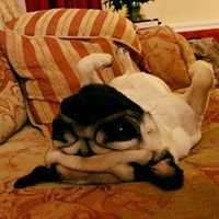 For the love of pugs chat bot