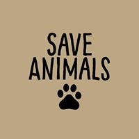 Save Animals chat bot