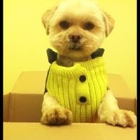 Bravepaw - Brogan endless journey chat bot