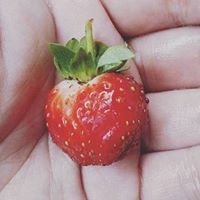 Cebu Urban Strawberries chat bot