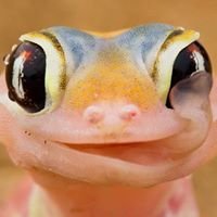 Go Pilbara chat bot