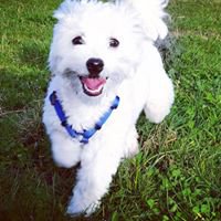 Fluffy chat bot
