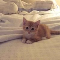 All About Cats And Kittens, Health, Funny And Cute Videos chat bot