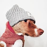 Dilbert The Corgi chat bot