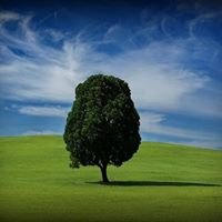 Mike's Green Page chat bot
