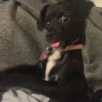 Doggo Memes chat bot