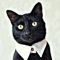 TalkMeerkie chat bot