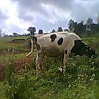 Empowermentforwidows chat bot