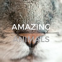 Amazing Animals chat bot