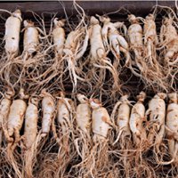 Ginseng Malaysia chat bot
