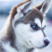 Puppy Lover chat bot