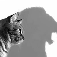 Inspirationaldose chat bot