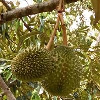 Raub Durian chat bot