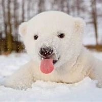 Daily Animal Facts chat bot