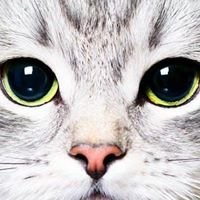 Cute kitten cats lovers chat bot