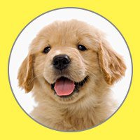 Puppystream chat bot