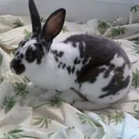 Save Stray Rabbits chat bot