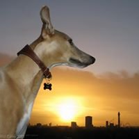 London Runs and Photo Routes chat bot