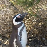 Somos Todos Pinguins chat bot