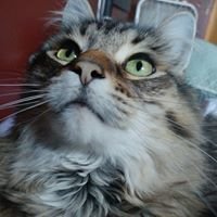 The Hard Lives of My Cats chat bot