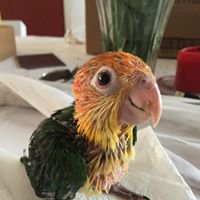 Cosmos the Caique chat bot