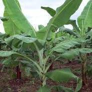MiFarm chat bot