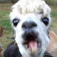 Fuck that, I'd rather be an alpaca. chat bot