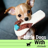 Little Dogs With Attitude chat bot