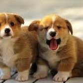 Cute dogs chat bot