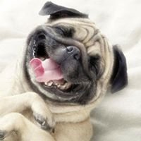 These Four Legs" chat bot