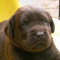 Chocolate Lab Puppies by Sadie chat bot