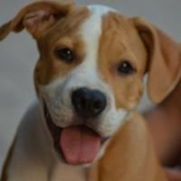 Rocky The Pitbull chat bot