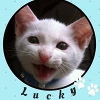The Executive Cat chat bot