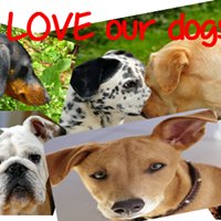 We Love Our Dogs chat bot