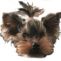 Rozalia Posada - the sweetest yorkshire terrier - puppi chat bot