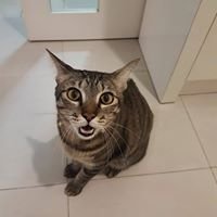 Charcoal the Singapore Cat chat bot