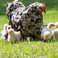 Backyard Chickens LIVE chat bot