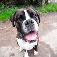 DogBunch chat bot