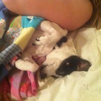 Princess the rat terrier chat bot